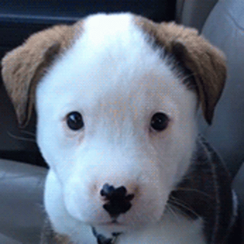 A Brown And White Puppy Is Sitting In A Car And Looking At The Camera GIF