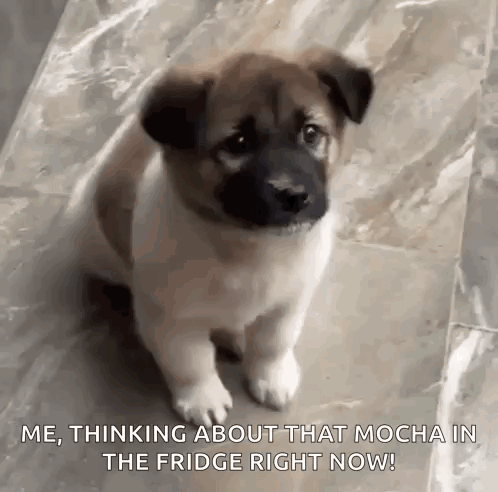 A Brown And White Puppy Is Sitting On A Marble Floor And Thinking About That Mocha In The Fridge Right Now . GIF