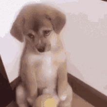 A Brown And White Puppy Is Sitting On A Staircase Holding A Candle . GIF