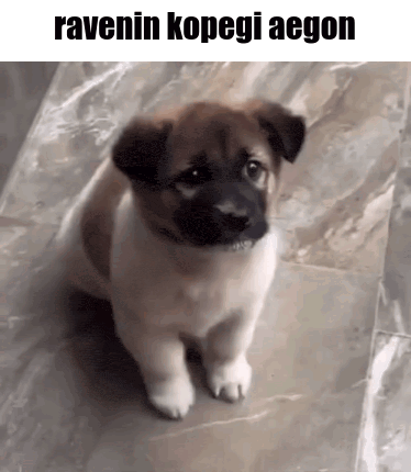 A Brown And White Puppy Is Sitting On A Tiled Floor With The Words Ravenin Kopegi Aegon Above It . GIF