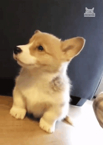 A Brown And White Puppy Is Sitting On A Wooden Floor . GIF