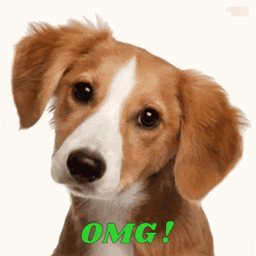 A Brown And White Puppy With The Word Omg Written On It GIF