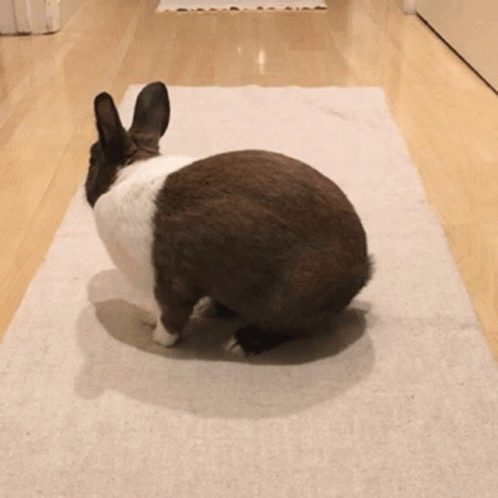 a brown and white rabbit is sitting on a white rug in a hallway