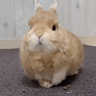 A Brown And White Rabbit Is Standing On A Carpeted Floor . GIF