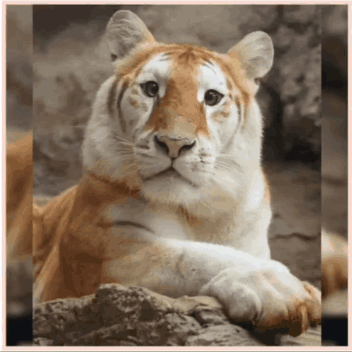 A Brown And White Tiger Is Laying Down On A Rock GIF
