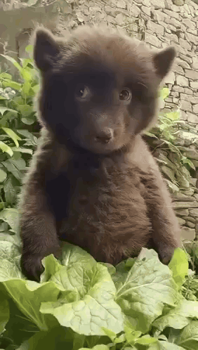 A Brown Bear Cub Is Sitting On Top Of A Green Leaf . GIF