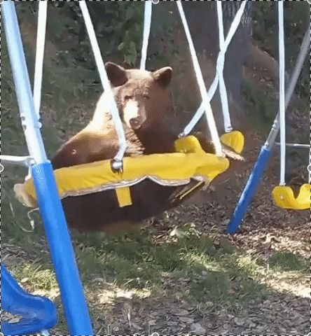 A Brown Bear Is Sitting On A Yellow And Blue Swing GIF