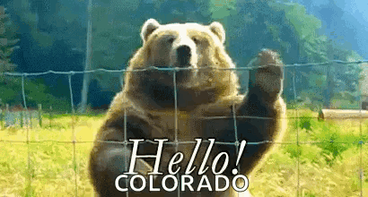 A Brown Bear Is Standing Behind A Fence Waving Its Paw And Says Hello Colorado GIF
