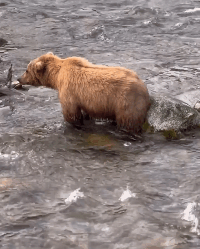 A Brown Bear Standing In A Body Of Water With A Rock In Its Mouth GIF