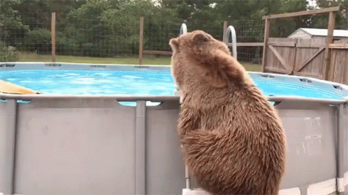 a brown bear standing on a ladder next to a pool