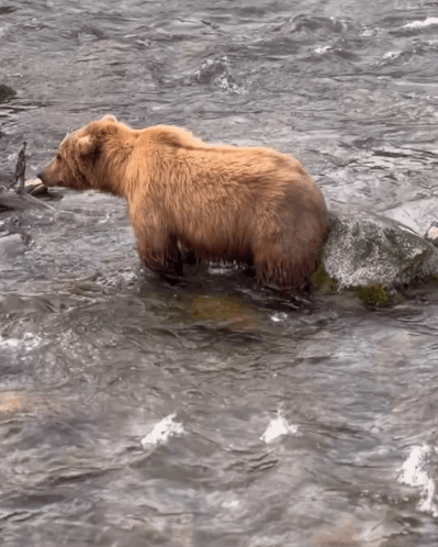 A Brown Bear Standing On A Rock In A River GIF
