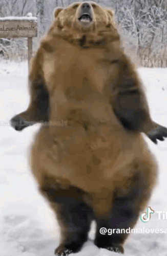A Brown Bear Standing On Its Hind Legs In The Snow . GIF