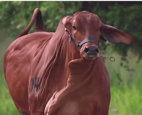 A Brown Cow With A Bridle Around Its Neck Is Standing In A Field GIF