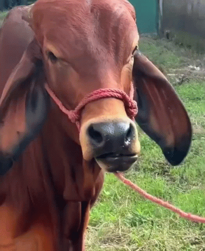 A Brown Cow With A Red Rope Around Its Neck Looks At The Camera GIF