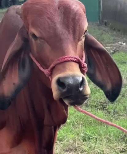 a brown cow with a red rope around its neck looks at the camera