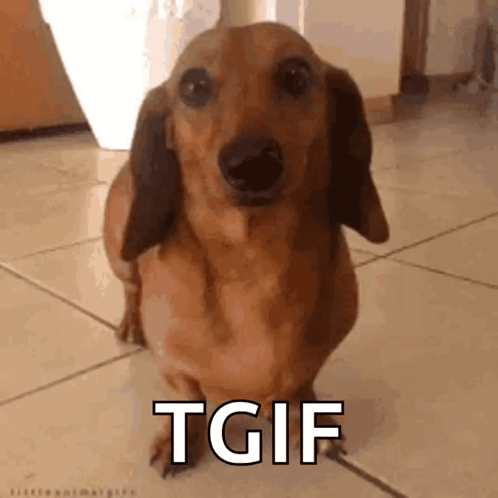 a brown dachshund is standing on a tiled floor with the words tgif written on it .