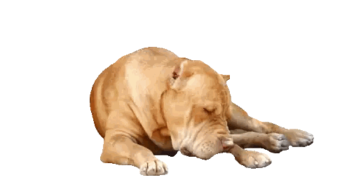 a brown dog is laying down and chewing on a black object