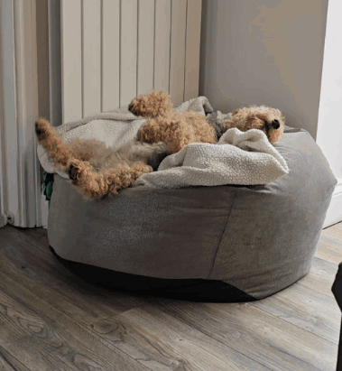 A Brown Dog Is Laying On A Bean Bag Chair GIF