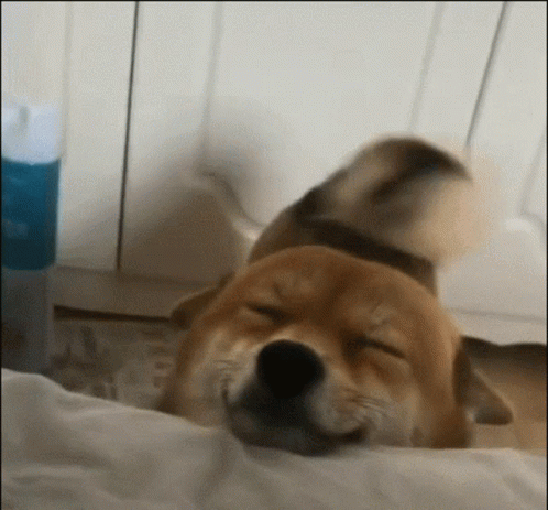 A Brown Dog Is Laying On A Bed With Its Eyes Closed . GIF