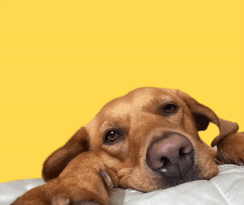 A Brown Dog Is Laying On A Bed With The Words Good M Written Above It GIF