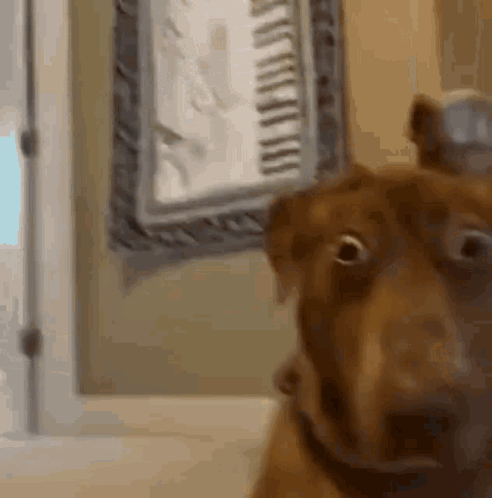 A Brown Dog Is Looking At The Camera In Front Of A Clock . GIF