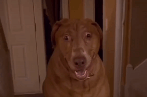 A Brown Dog Is Making A Funny Face While Looking At The Camera GIF