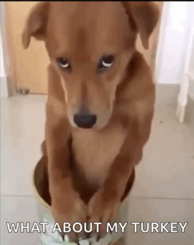 A Brown Dog Is Sitting In A Bowl With The Words `` What About My Turkey '' Written On The Bottom . GIF