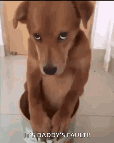 A Brown Dog Is Sitting On The Floor With A Caption That Says It 'S Daddy 'S Fault . GIF