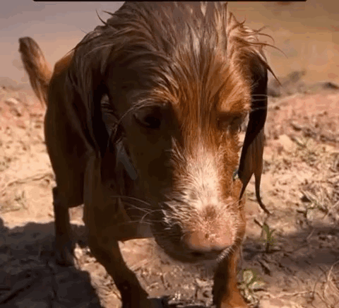 A Brown Dog Is Standing In The Dirt And Looking At The Camera . GIF