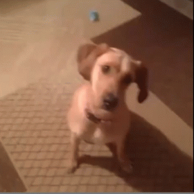 A Brown Dog Is Standing On A Tiled Floor And Looking At The Camera GIF