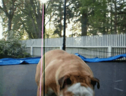 A Brown Dog Is Standing On A Trampoline GIF