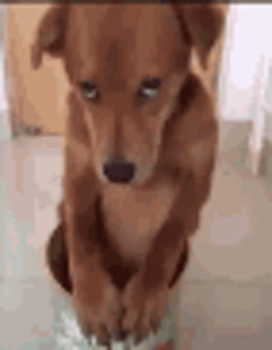 A Brown Dog Is Standing On Its Hind Legs On A Tiled Floor . GIF