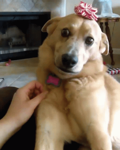 A Brown Dog Judging GIF