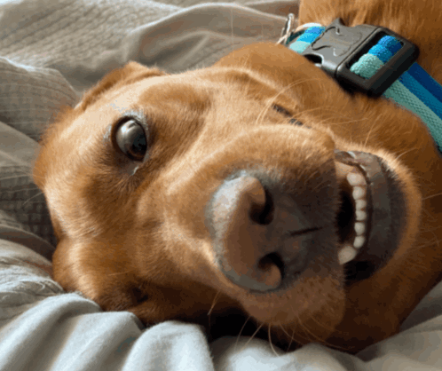 A Brown Dog Wearing A Blue And White Striped Collar Is Laying On Its Back GIF