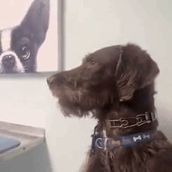 A Brown Dog Wearing A Blue Collar Is Looking At A Picture Of Another Dog . GIF