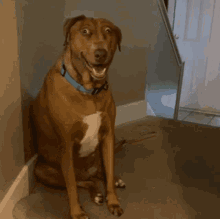 A Brown Dog Wearing A Blue Collar Is Sitting On A Staircase GIF