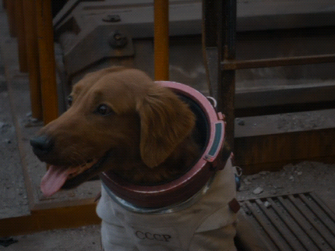 A Brown Dog Wearing A Cccp Outfit Looks Up At The Camera GIF