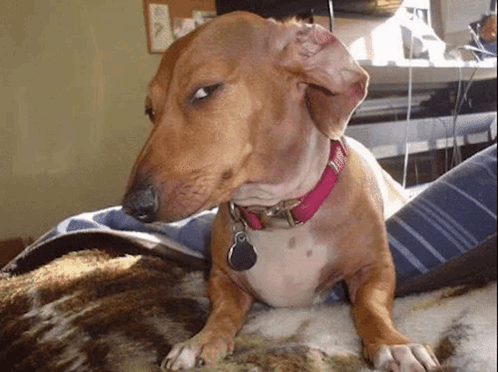 A Brown Dog Wearing A Pink Collar With A Tag That Says Jenny GIF
