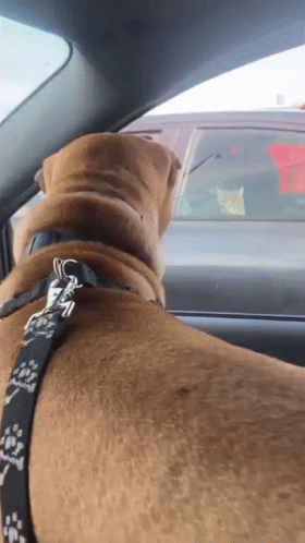 A Brown Dog With A Black And White Leash Is Sitting In A Car Looking Out The Window GIF