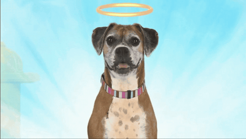 A Brown Dog With A Halo On Its Head GIF