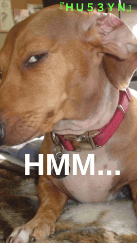 A Brown Dog With A Red Collar Is Laying Down With The Word Hmm Below It GIF