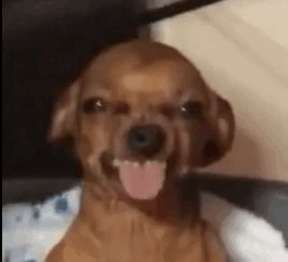 A Brown Dog With Its Tongue Hanging Out Is Sitting On A Bed . GIF