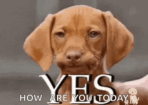 A Brown Dog With The Words Yes How Are You Today GIF