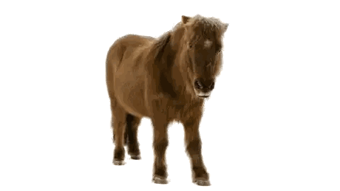 a brown horse with a white spot on its nose