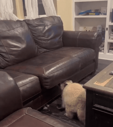 A Brown Leather Couch Is In A Living Room Next To A Coffee Table GIF