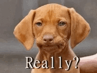 A Brown Puppy Is Being Held By A Person And Is Making A Funny Face And Asking , `` Really ? '' GIF