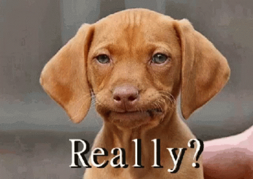 A Brown Puppy Is Being Held In Someone 'S Hand With The Words " Really " Written Below It GIF