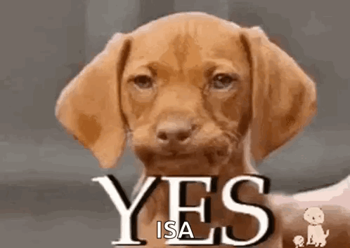 A Brown Puppy Is Looking At The Camera And Says Yes . GIF