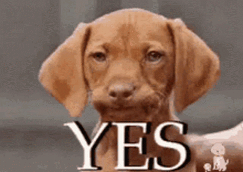 A Brown Puppy Is Looking At The Camera With The Word Yes Written On It . GIF