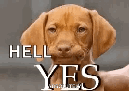 A Brown Puppy Is Looking At The Camera With The Words `` Hell Yes '' Written On It . GIF